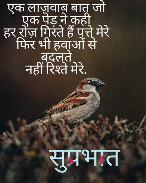 In this image show sparrow and Forrest that usefull to morning wishes with best Hindi quotes and also inspiration line