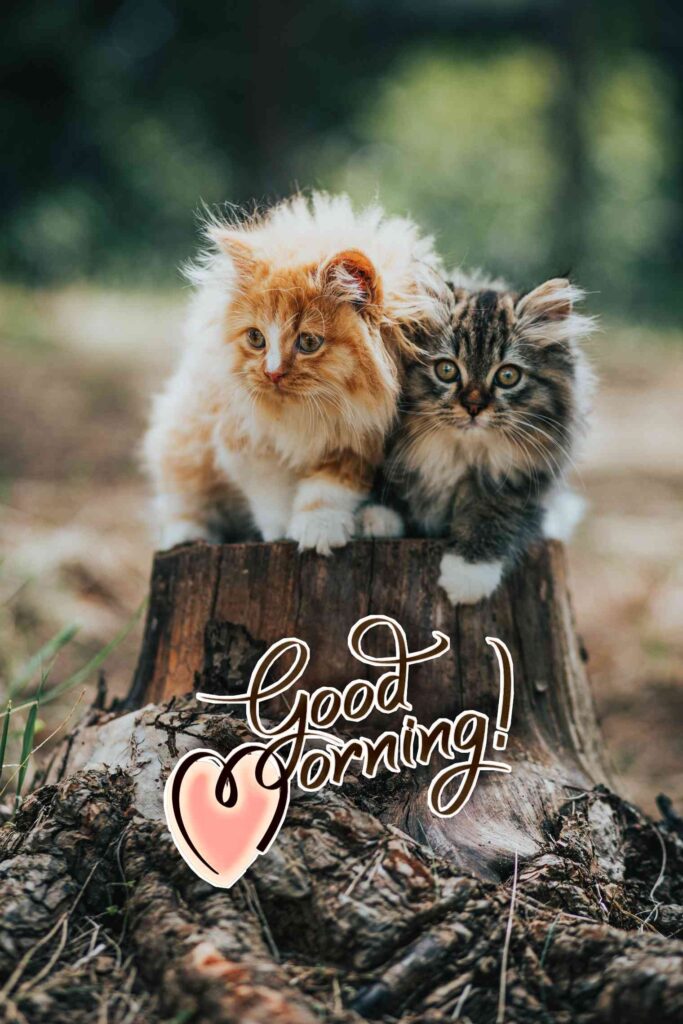Good Morning best Images with breakfast happy photography this image shows 2 cats that seem to have a good, beautiful heart touching - Share These Morning Image Wallpaper Pictures Wishes,, Messages with your Friends & Family Members, and make everyone's day… Gud Morning Image, Pics, Sending wishes to your loved ones.