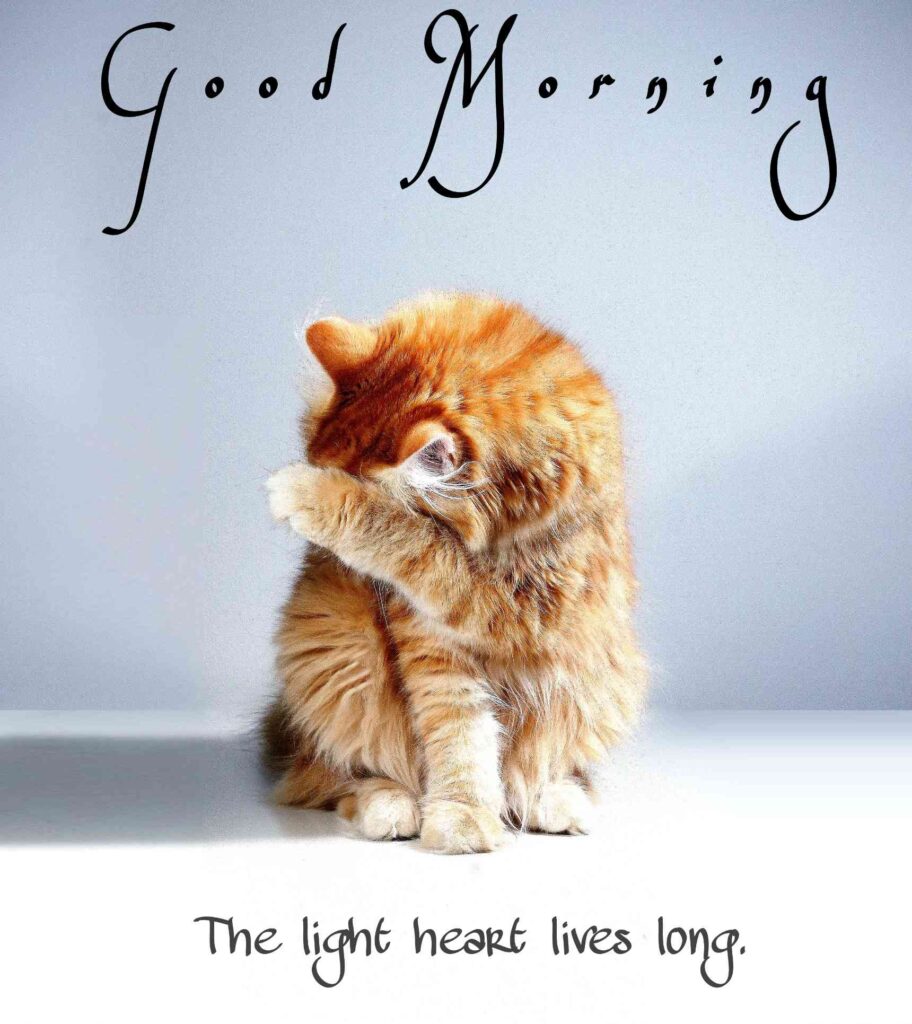 Good Morning best Images looking good - Share These Morning Image Wallpaper looking good Pictures Wishes,, cute cat that seems like cute Messages with your Friends & Family Members, and make everyone's day… cute cat that seems like a cute Gud Morning Image, picture, Pics, Sending wishes to your loved ones.