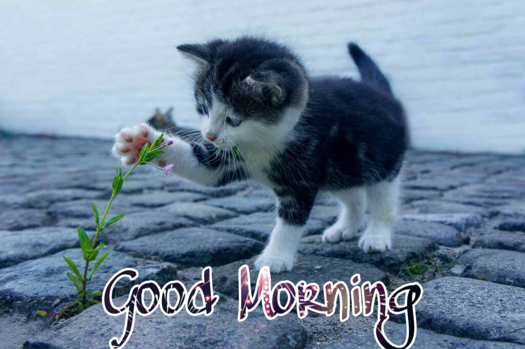 Start your day with these cute cats that seem like cute beautiful Good Morning looking good Images, Good Morning Pic to inspire your cute cat that seems like cute life and provide words of looking good Encouragement.