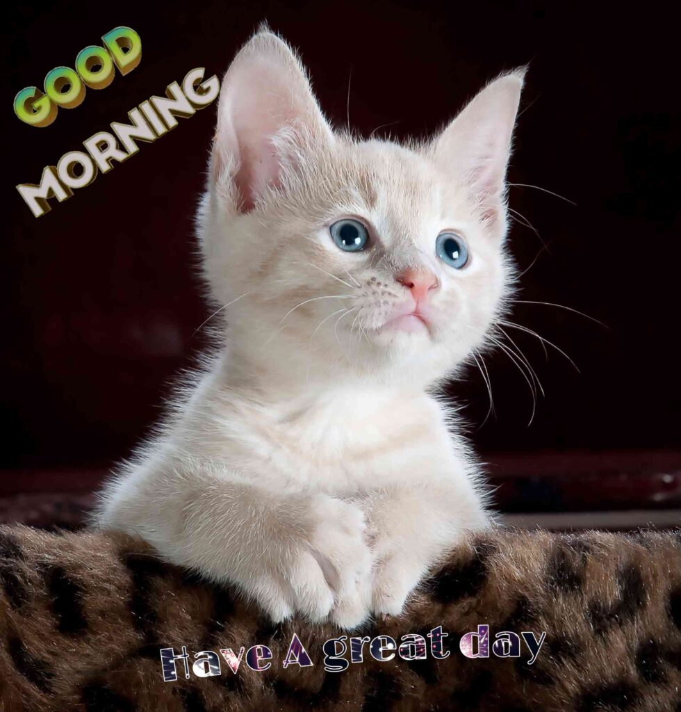 Good Morning best Images looking good - Share These Morning Image Wallpaper looking good Pictures Wishes,, cute cat that seems like cute Messages with your Friends & Family Members, and make everyone's day… cute cat that seems like a cute Gud Morning Image, picture, Pics, Sending wishes to your loved ones