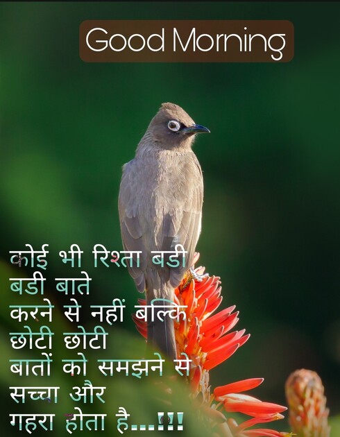 This image provides wishes for Good morning in hindi. That image shows a bird standing on flowers. That bird is cute. You can wish your friend a happy morning with Best quotes.