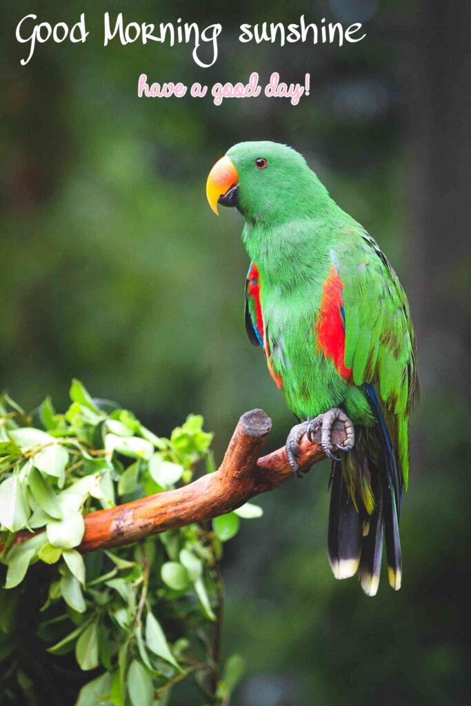Cute parrot green Good Morning images for whatsapp wishes to your friends picture pics photos images for whatsapp wishes to your friends girlfriend boyfriend and wallpaper for whatsapp wishes to your happiness