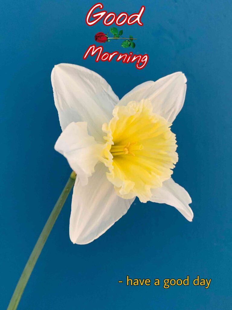 For love flowers Good Morning free Happy images new one and nice lovely for cute , hd for wonderful whatsapp download New 2021 also you can use this For love flowers after 2022 as well as 2023, 2024, 2025.. free Happy 4k hd wallpapers, (new photos) - Gud Morning wonderful Image, Pics Wallpaper cute Pictures, Sending wishes to For love flowers your loved ones.