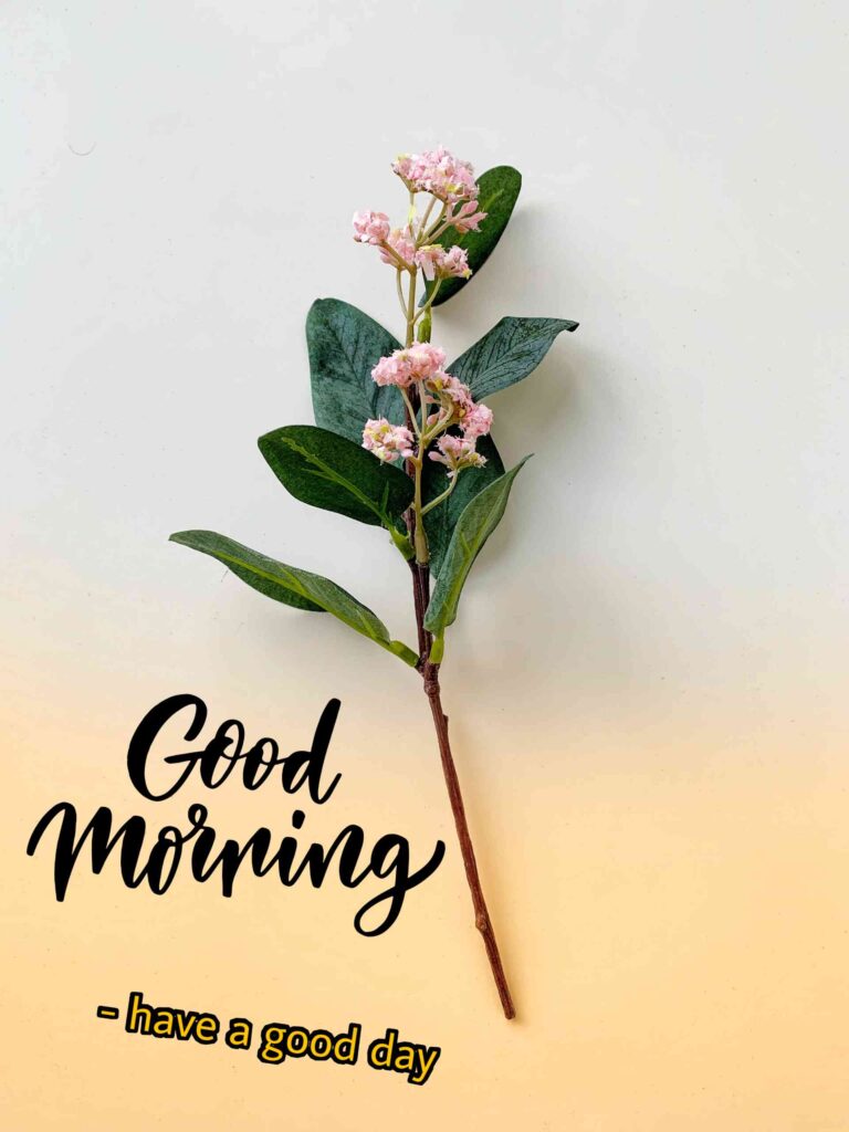 flowers in hand This image show best Good Morning wonderful sunshine wishes and also happy nice photo this better quality provide wonderful that image you share to flowers in hand whatsapp nice photo