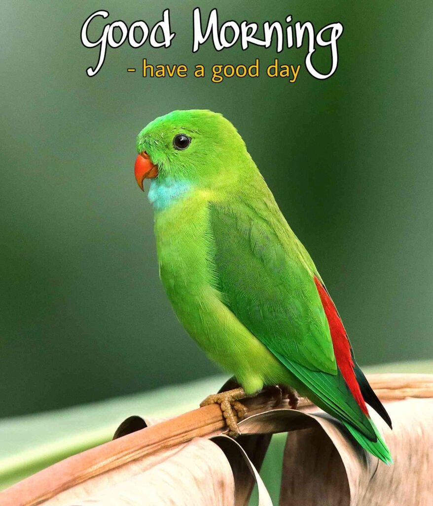 Parrot green Good morning images with birds full hd 1080_ picture pics photos images wallpaper for whatsapp wishes to your friends