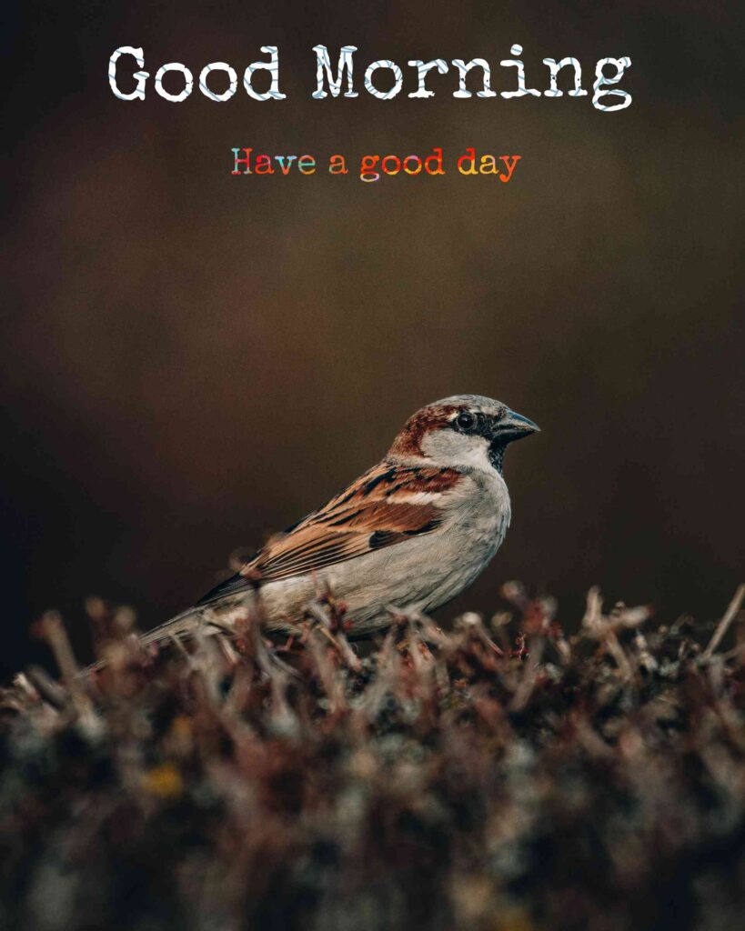 Good morning images with birds full hd 1080_