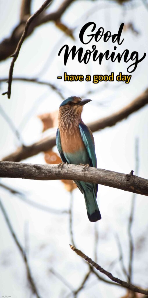 Good morning images with birds full hd 1080
