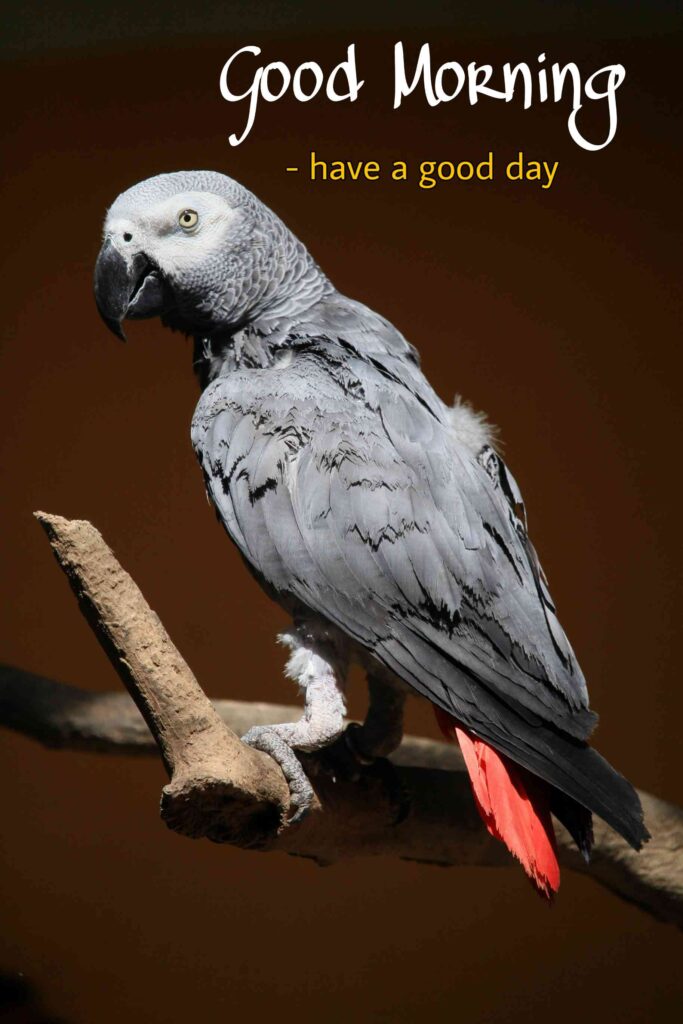 Good morning images with birds full hd 1080_ parrot