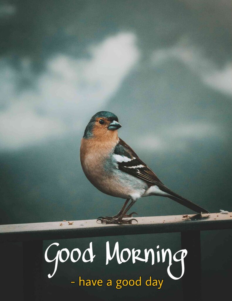 Good morning images with birds full hd 1080_ sparrow and wallpaper good morning images for whatsapp wishes to your friends picture pics photos images wallpaper