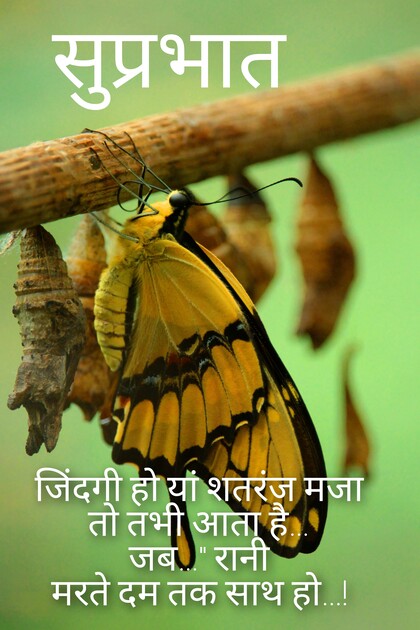 Best good morning quotes with wonderful butterfly image that you can see happiness for your gm, good morning wishes in hindi