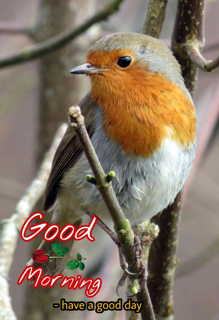 Good Morning best Images Sparrow best looking - Share These Morning Image Wallpaper Sparrow best looking Pictures Wishes,, Bird Messages with your Friends & Family Members, and make everyone's day… Bird Gud Morning Image, picture, Pics, Sending wishes to your loved ones.