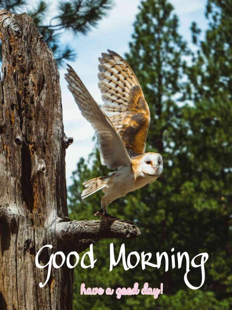 Good Morning best Images Owl flying cute - Share These Morning Image Wallpaper Owl flying cute Pictures Wishes,, sunlight and also happy Messages with your Friends & Family Members, and make everyone's day… sunlight and also happy Gud Morning Image, picture, Pics, Sending wishes to your loved ones.