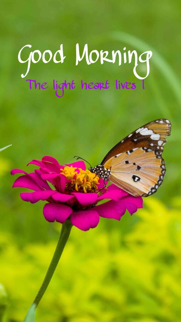 flowers butterfly picture pics photos picture good morning image beautiful hd full whatsapp wallpaper for whatsapp.