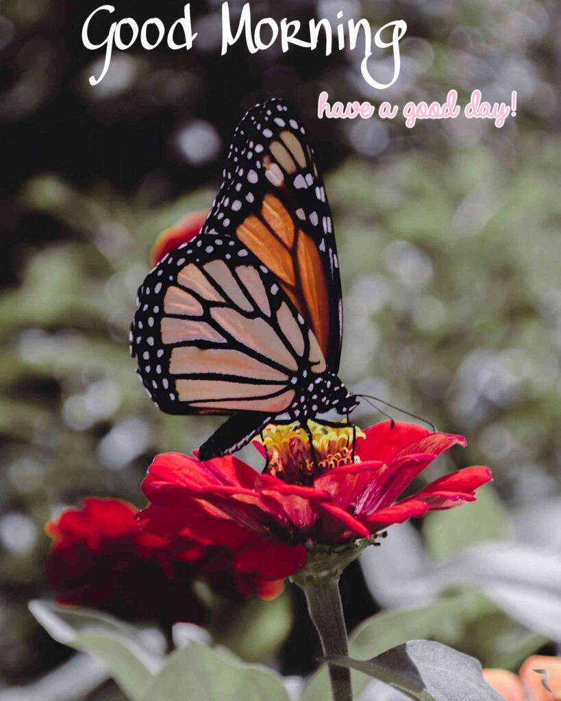 Butterfly good Morning images