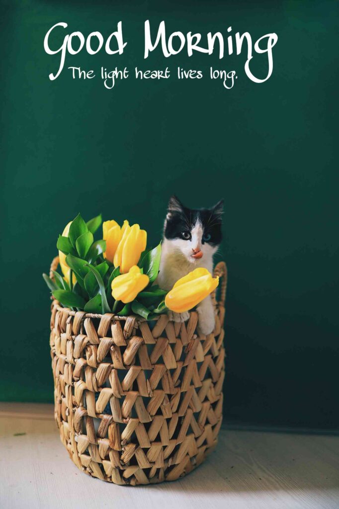 flowers and cute cat good morning image hd full whatsapp pic picture pics photos picture for whatsapp wishes morning images for cat that seems to your happiness to friends cute cat in flowers basket