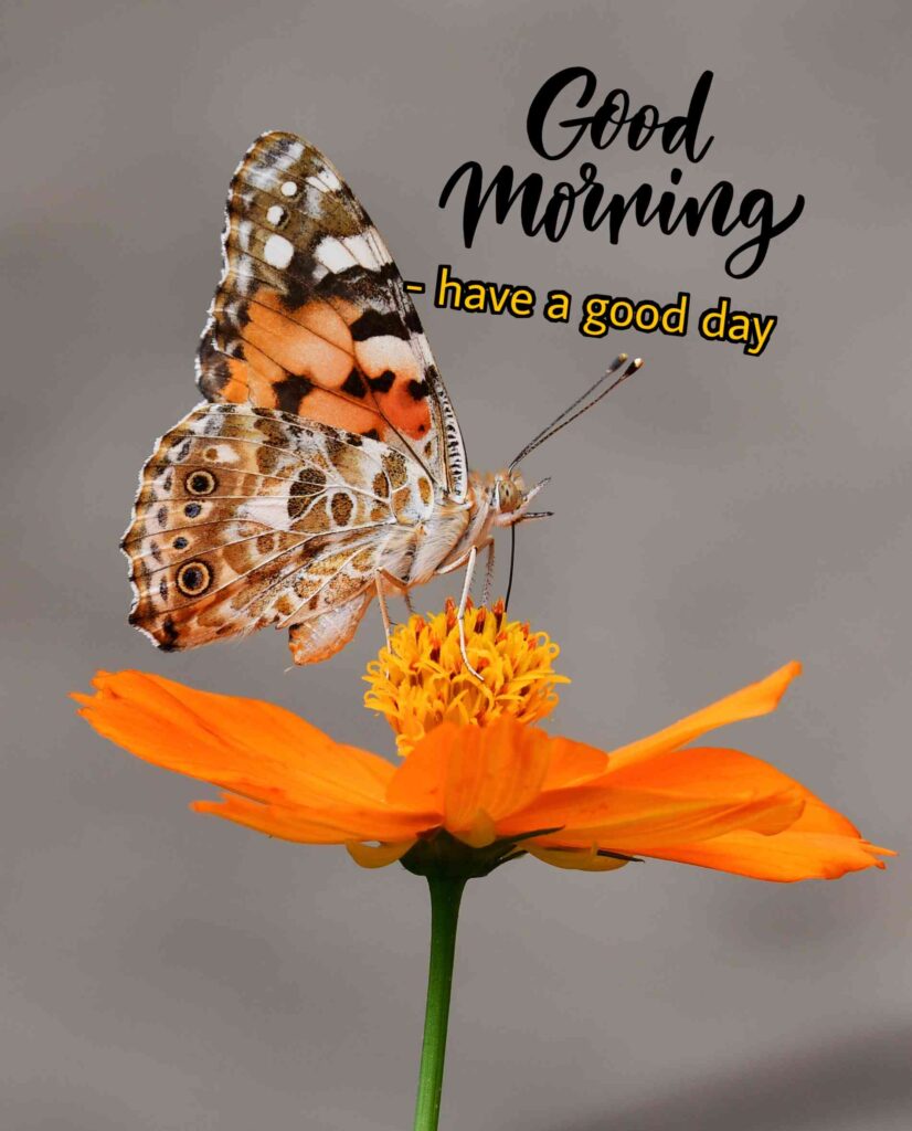 Cute butterfly and flowers good morning image hd full whatsapp that you share to whatsapp your friends girlfriend boyfriend