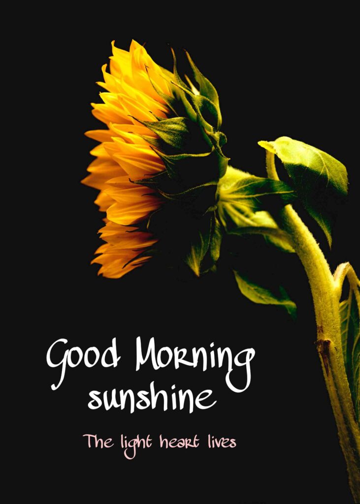 Sunflower good morning image hd full whatsapp. You share your happiness to friends girlfriend boyfriend and family members to Facebook and whatsapp that pics photos picture best wishing to your near friends