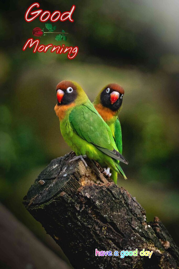 Parrot Good Morning two parrot showing cuteness happyness for wishes images new one and nice lovely for beautiful , hd for looking good whatsapp download beautiful New 2021 also you can this two parrot showing cuteness happyness for wishes use after 2022 as well as 2023, 2024, 2025.. two parrot showing cuteness happyness for wishes 4k hd wallpapers, (new photos) - Gud Morning looking good Image, Pics Wallpaper beautiful Pictures, Sending wishes to looking good your loved ones.