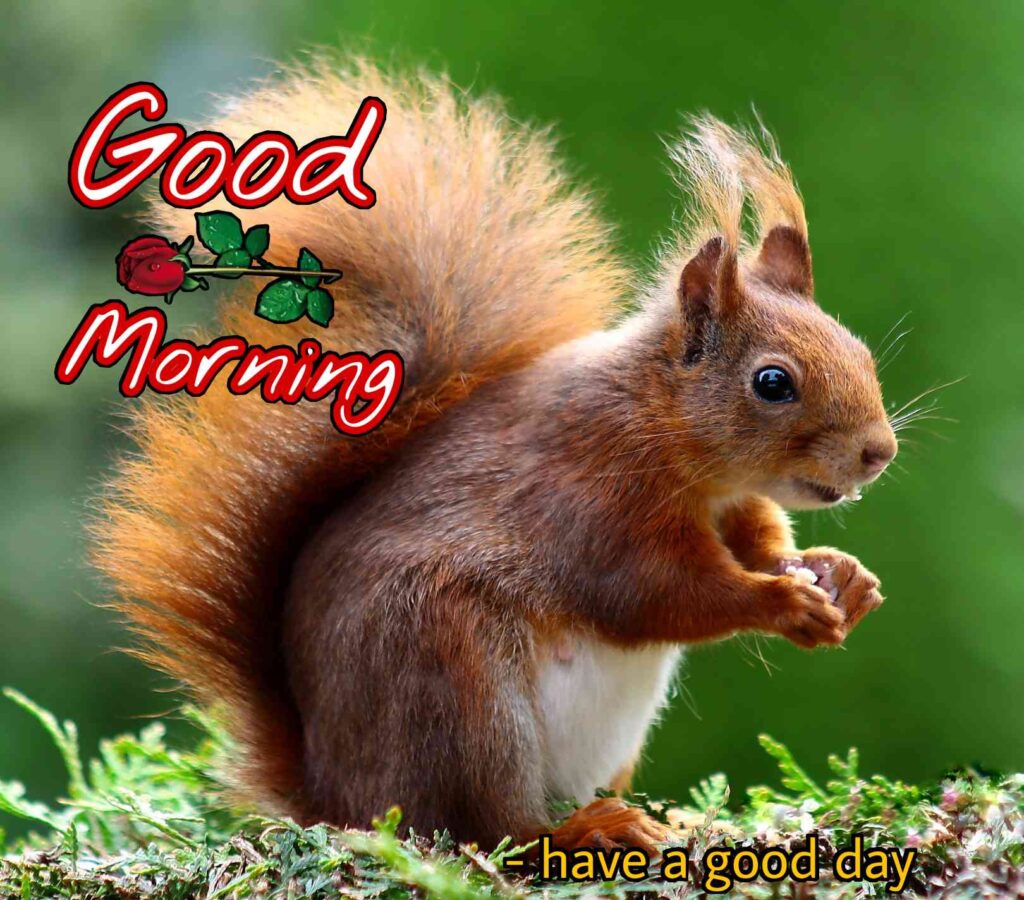 looking cute animal Good morning images best for your happiness to friends good morning images