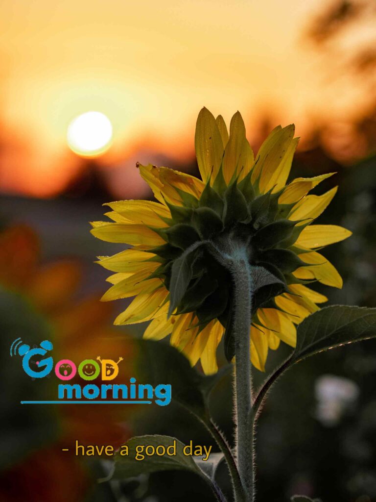 Good morning images Sunflowers yellow colour39_13.
