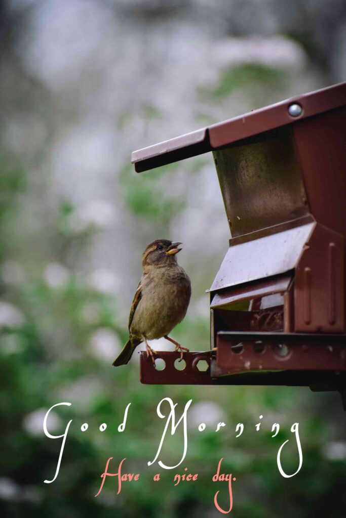 birds good morning images pretty looking cute beautiful love you sparrow hd images for whatsapp wishes to your friends picture