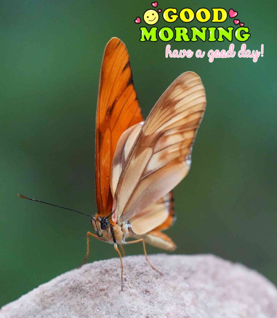 butterfly good morning images beautiful cute beautiful lovely and wallpaper for whatsapp wishes to your friends picture pics