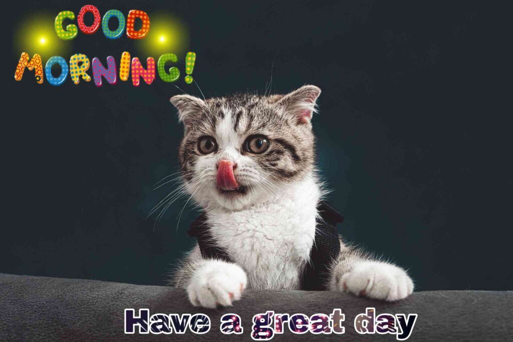 cat new good morning images cute looking