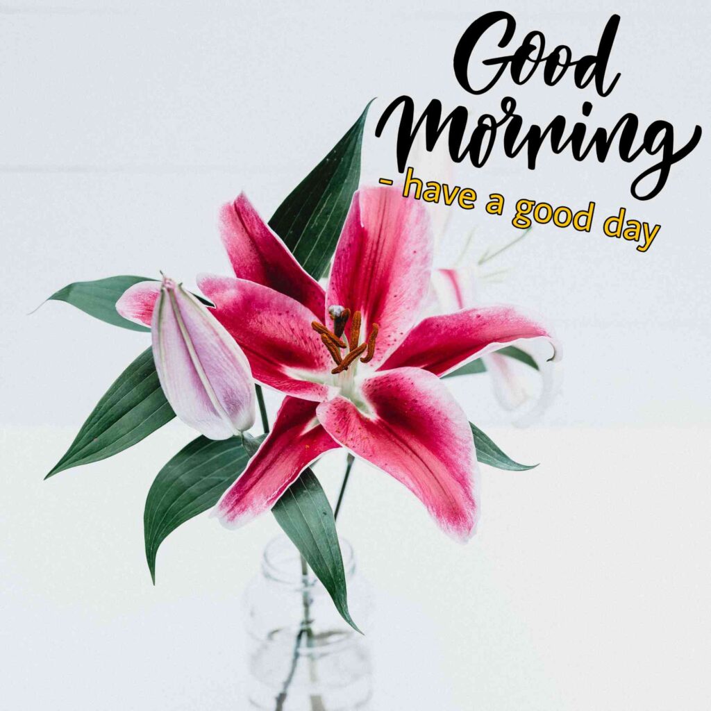 flowers good morning images for whatsapp wishes_17. Pink Color