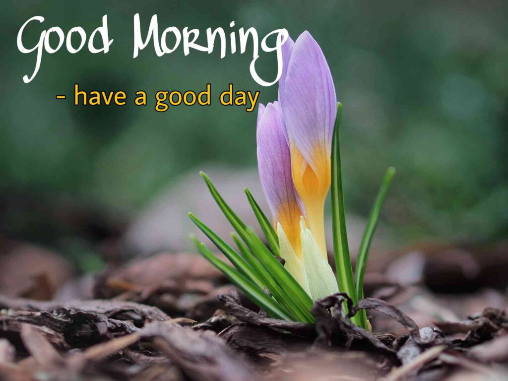 Good Morning images with flowers pic No 2 hd 4k that show best way to morning wishes also you can call pics, photos, picture Bloom and wallpaper that image you share with your nearest person such as girlfriend, boyfriend, family members and friends on whatsapp.