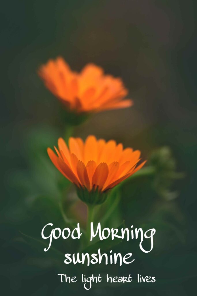Good Morning images with flowers pic No 6 hd 4k that show best way to morning wishes also you can call pics, photos, picture Bloom and wallpaper that image you share with your nearest person such as girlfriend, boyfriend, family members and friends on whatsapp.