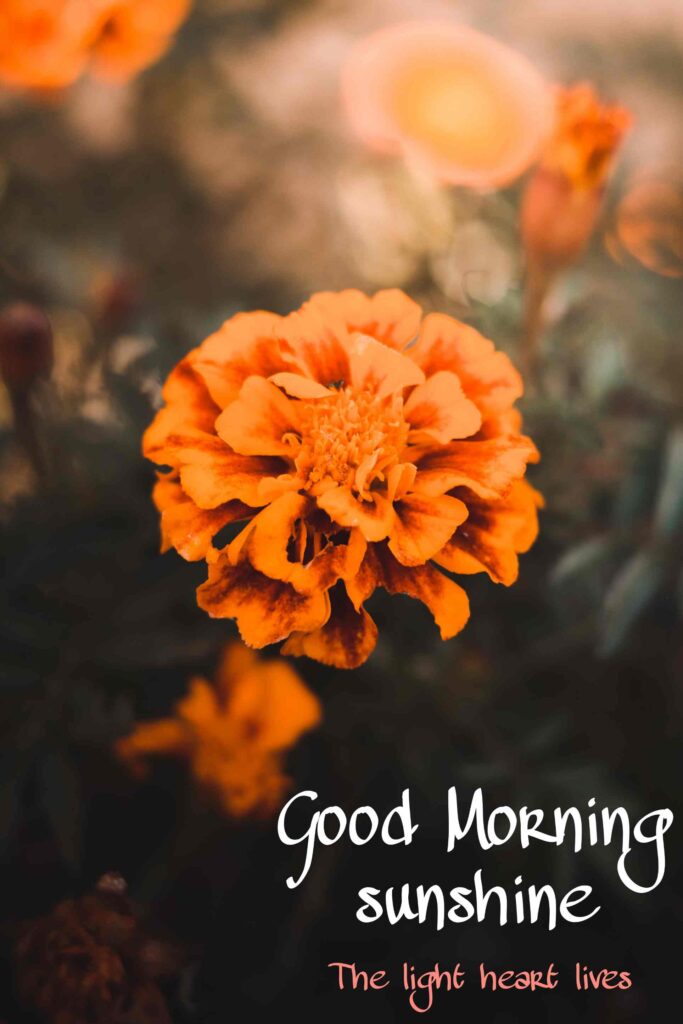 Good Morning images are incredibly cute and lovely with flowers pic No 429 hd 4k that show best way to morning wishes. Also you can call pics, photos, picture Bloom and wallpaper that you share with your nearest person such as girlfriend, boyfriend, family members and friends on whatsapp.