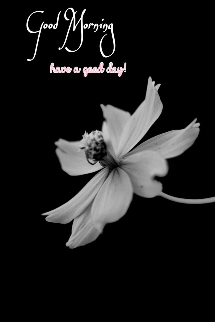 Good Morning images with flowers pic white color behind Black background No 4119 hd 4k that show best way to morning wishes also you can call pics, photos, picture Bloom and wallpaper that image you share with your nearest person such as girlfriend, boyfriend, family members and friends on whatsapp.