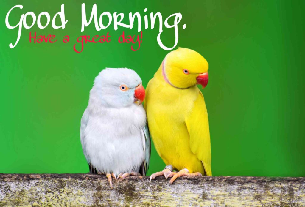 parrots white color and yellow color that seems cute. It's Love each other in the morning time. Good morning images cute pic picture pics photos wallpaper_1.