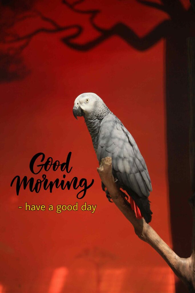 parrots good morning images cute Images_2.