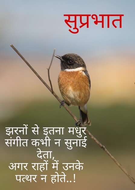 Good morning quotes in hindi with sparrow photo, Bird, text, hd image with quote,