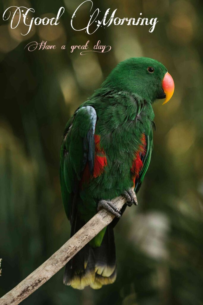 Cute parrot green Good morning images best wishes for your friends picture and wallpaper for whatsapp Share and the best for your happiness 