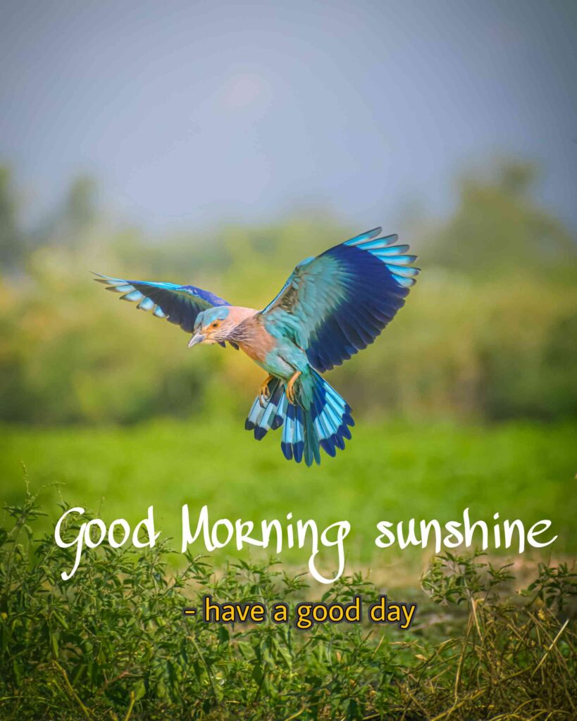 Good Morning sunshine wishes to your friends picture pics photos images wallpaper for whatsapp wishes for you Bird photos capture amazing cute best happy morning color amazing photography environmental quality image