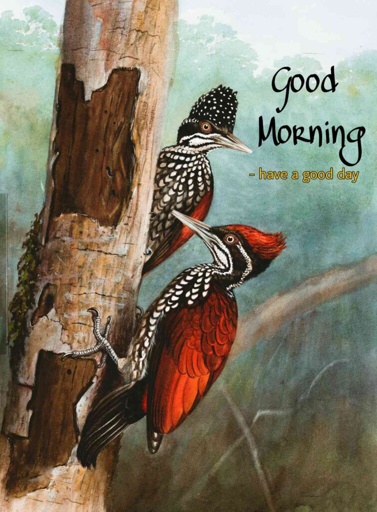 Good morning images with birds full hd painting graphics