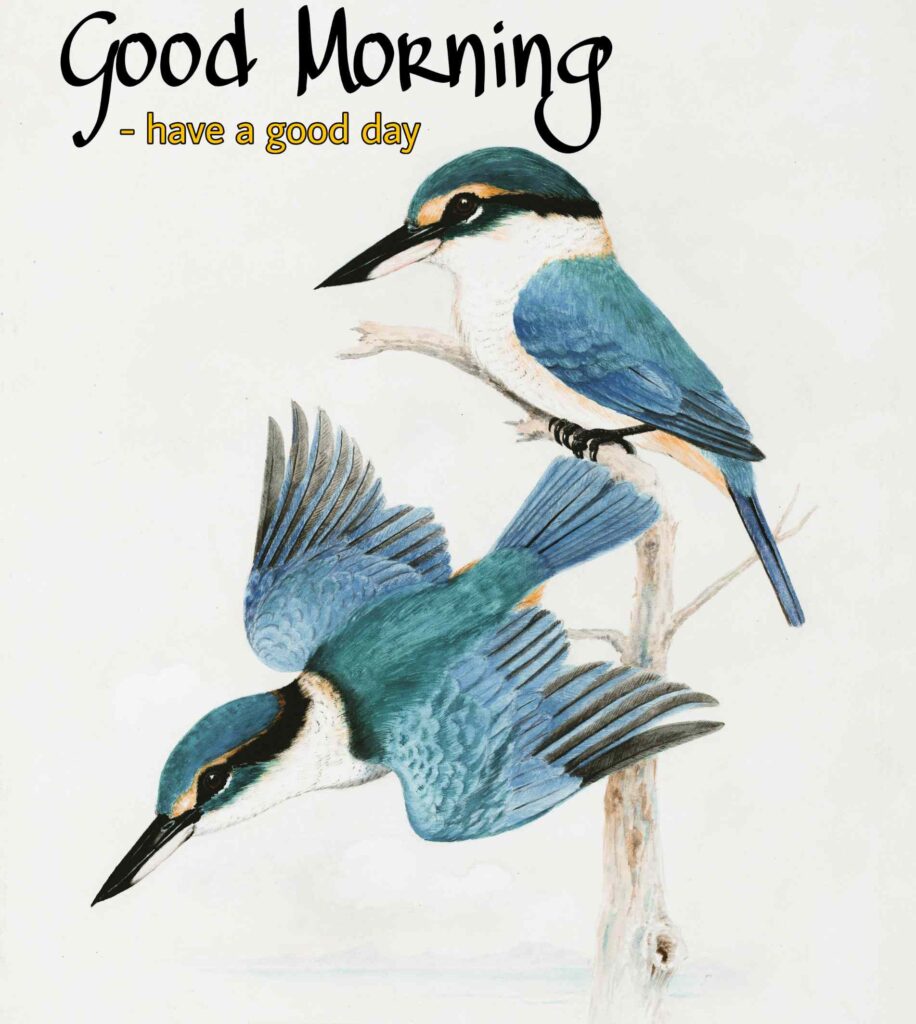 Good morning painting images with birds graphics full hd 1080_ 