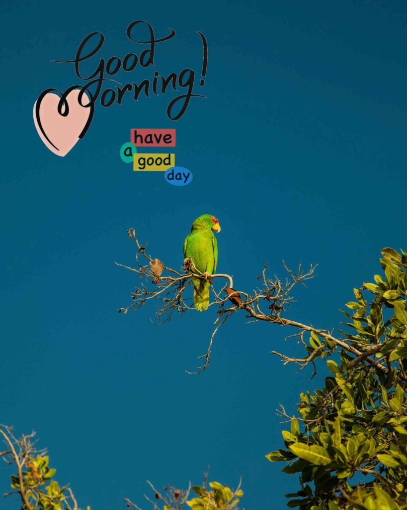 Good Morning best Images wonderful parrot - Share These Morning Image Wallpaper wonderful parrot Pictures Wishes,, best of bird parrot Messages with your Friends & Family Members, and make everyone's day… best of bird parrot Gud Morning Image, picture, Pics, Sending wishes to your loved ones.