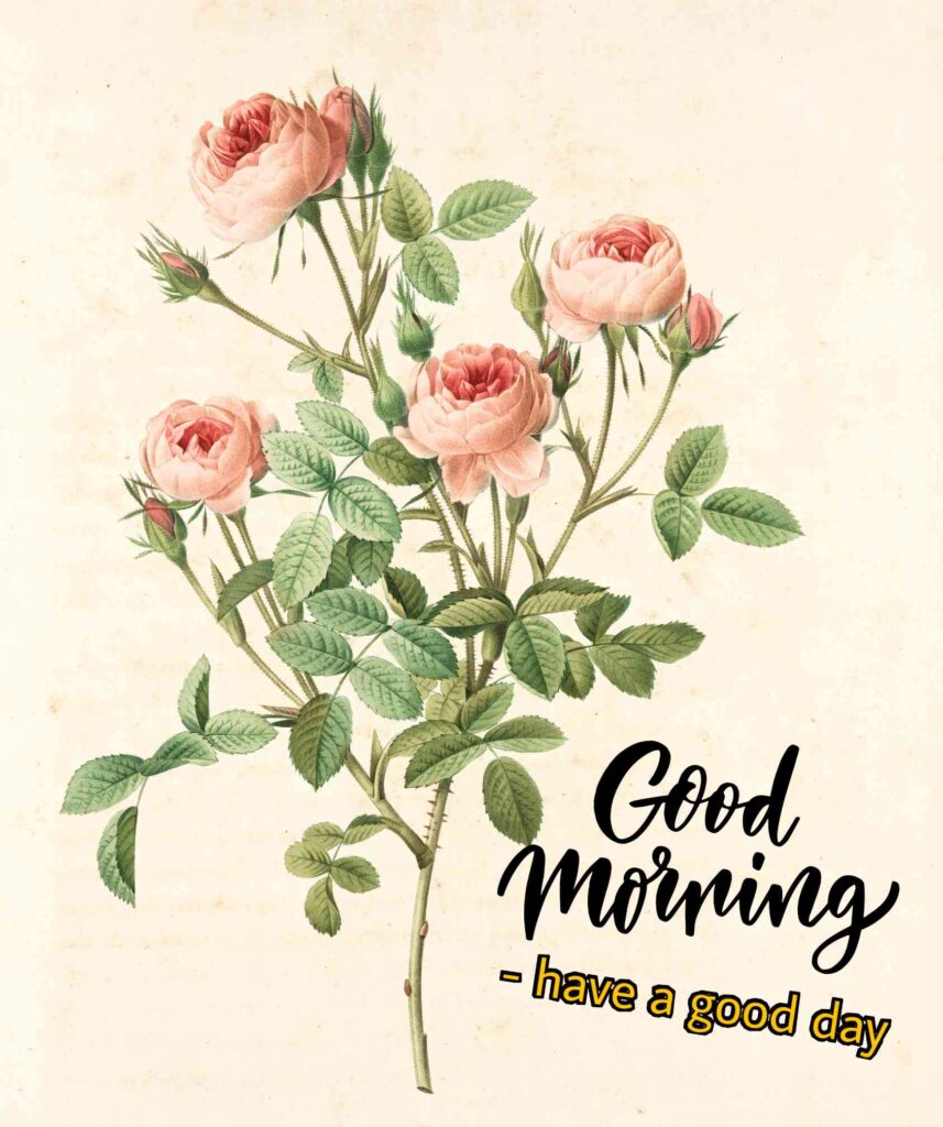Cute flowers good morning image hd full picture and wallpaper good morning sunshine wishes to your friends whatsapp 
