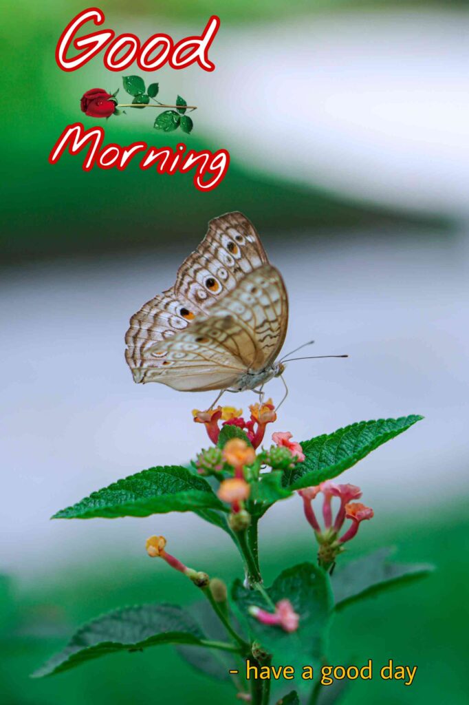 Butterfly and flowers good morning image hd full whatsapp share to whatsapp your friends picture pics photos images