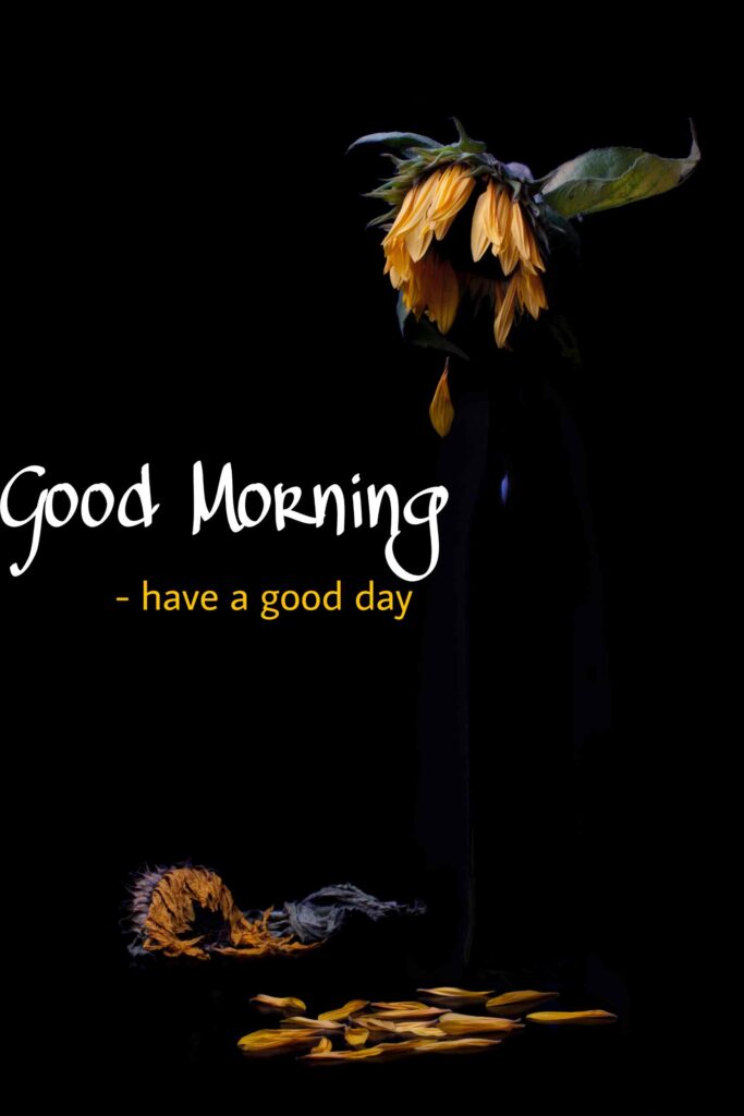 looking good Good Morning cute images new one and nice lovely for better , hd for fantastic whatsapp download better New 2021 also you can this looking good use after 2022 as well as 2023, 2024, 2025.. cute 4k hd wallpapers, (new photos) - Gud Morning fantastic Image, Pics Wallpaper better Pictures, Sending wishes to looking good your loved ones.