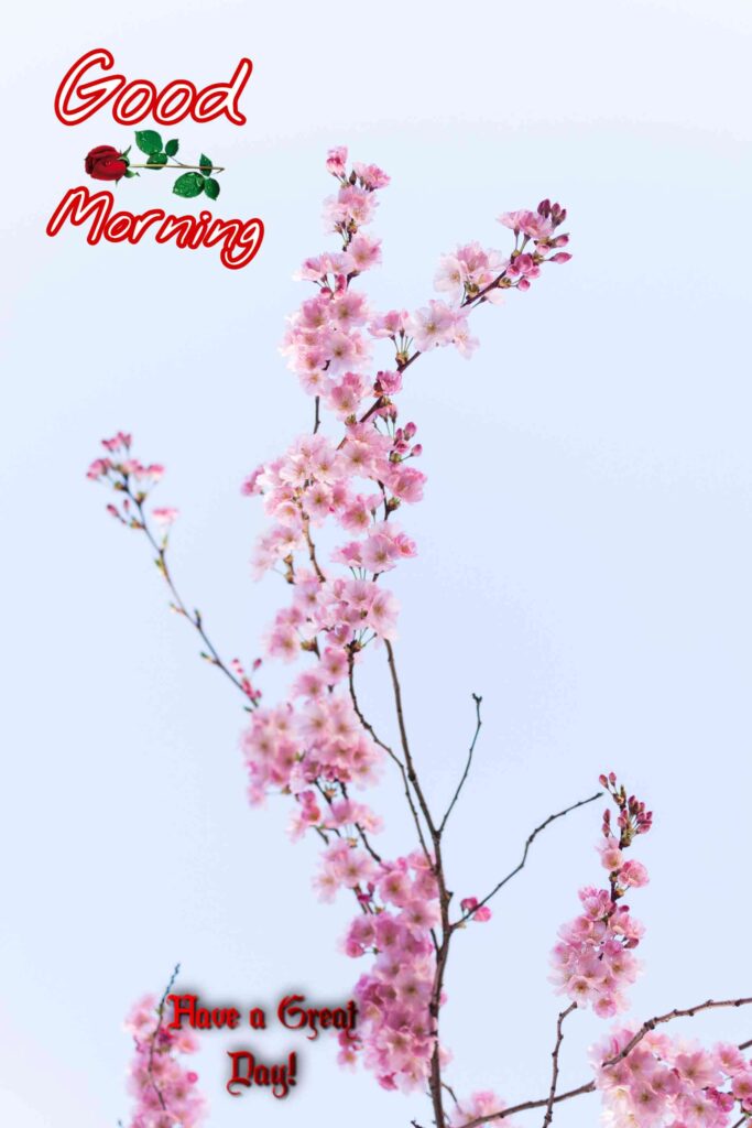 flowers good morning images full hd 13_4. Good Morning sunshine wishes to your friends picture pics photos images