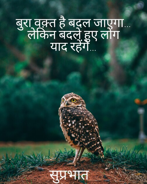Best Good Morning Quotes in Hindi, Wishes, Greetings,quotes, Text, One line, Find Good Morning WhatsApp messages, best hd Good morning text on image.