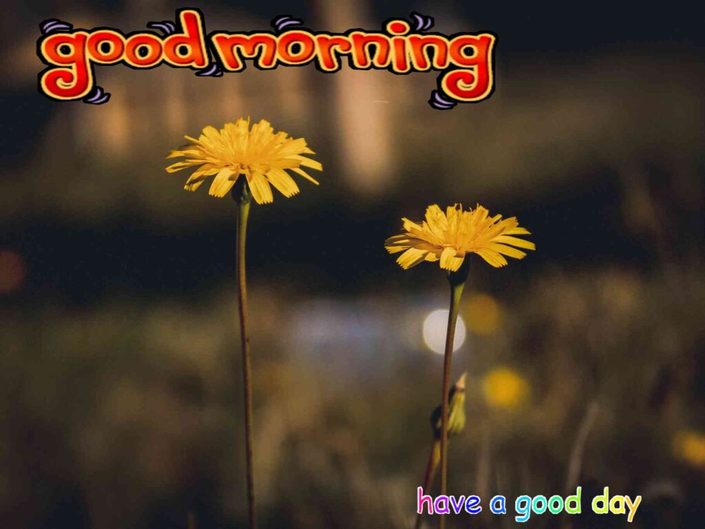 400+ Good Morning Images | Beautiful Morning Wishes Pic Wallpapers