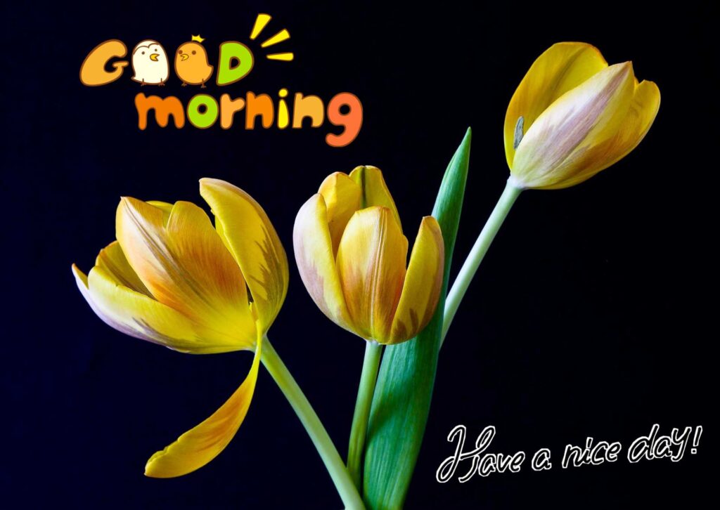 Full hd Good morning images flowers yellow color 39_2.