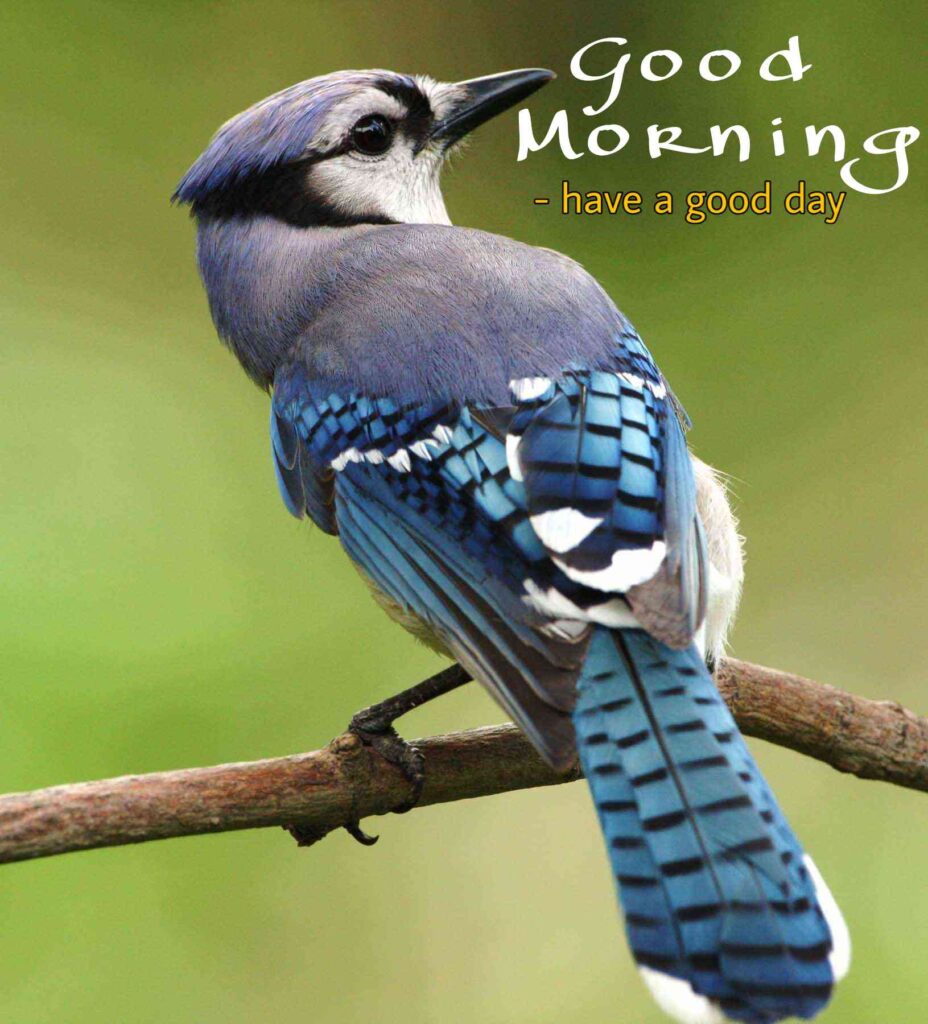 birds good morning images cute nice photography environmental quality image you share to Facebook and whatsapp picture pics photos images wallpaper