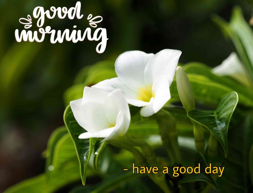 flowers good morning images for whatsapp wishes.